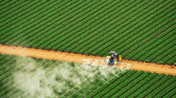 Best Termite Control Services  in Emerson, GA