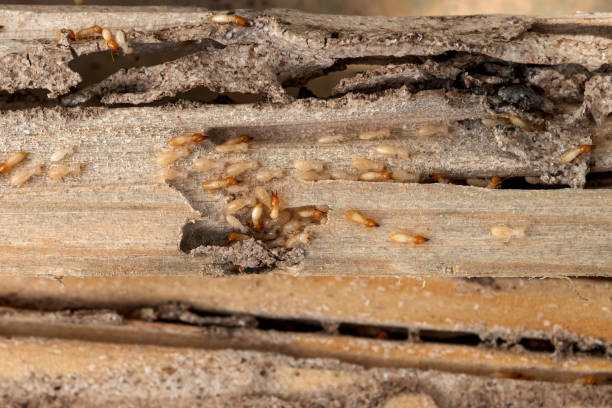 Best Commercial Pest Control Services  in Emerson, GA