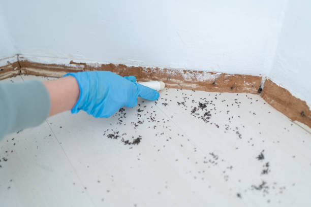 Best Local Pest Control Services  in Emerson, GA