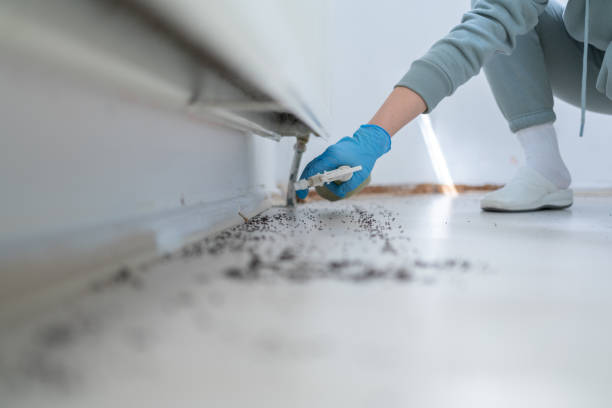 Reliable Emerson, GA Pest Control Solutions